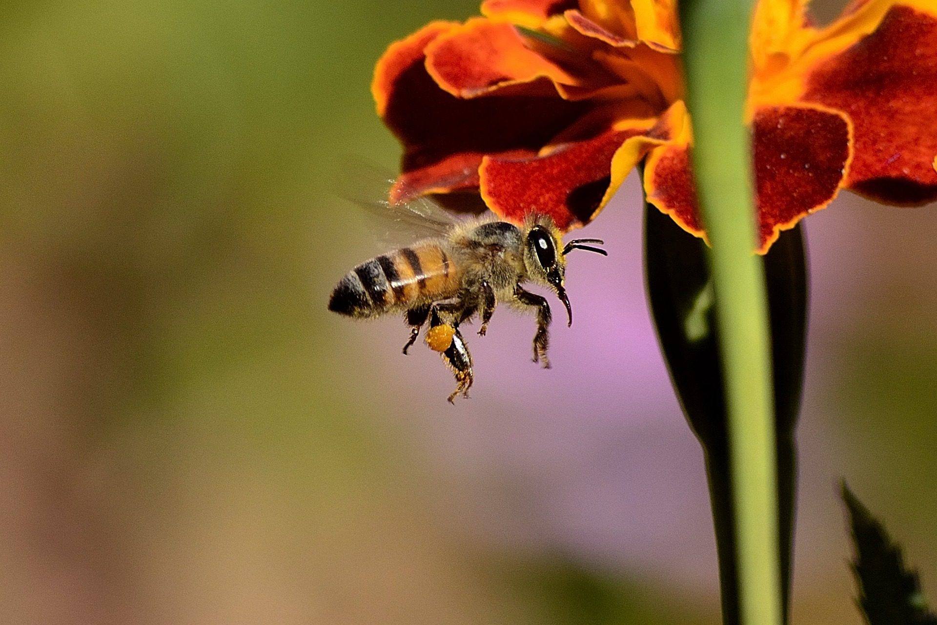 stinging insects